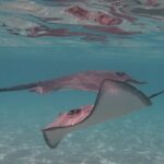 Private lagoon tour (rays, sharks, turtles) by boat in Moorea - Final Thoughts: Who Will Love This Tour?