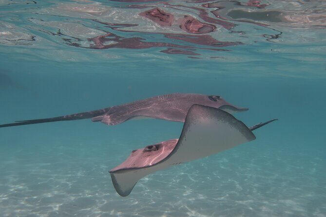 Private lagoon tour (rays, sharks, turtles) by boat in Moorea - Final Thoughts: Who Will Love This Tour?