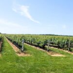 Private Luxury Wine Tours of Long Island Pindar Winery - FAQ