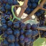 Private Martinborough Wine Tour for Wine Enthusiasts - The Practical Side: What to Know Before You Go