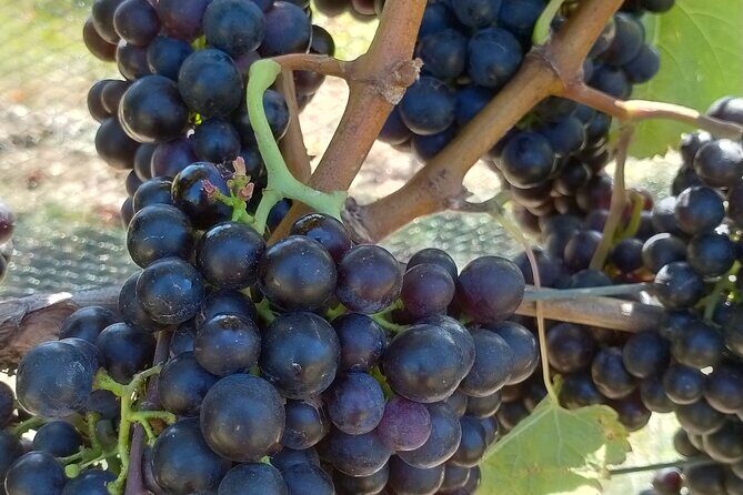 Private Martinborough Wine Tour for Wine Enthusiasts - The Practical Side: What to Know Before You Go