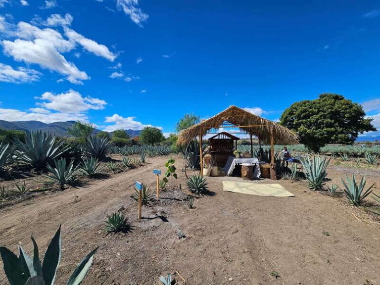 Private Mitla, Hierve el agua and Mezcal Tour with Lunch - Why This Tour Works