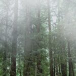 Private Muir Woods and Sausalito Half-Day Tour from San Francisco - The Practicalities: What This Tour Means for You