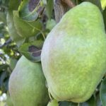 Private Multnomah Falls, Train Ride, & Wine Tour - What This Tour Means for You