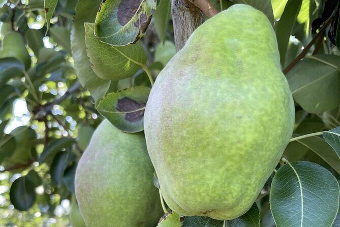 Private Multnomah Falls, Train Ride, & Wine Tour - What This Tour Means for You