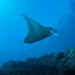 Private Niihau Scenic Snorkel - Practical Considerations