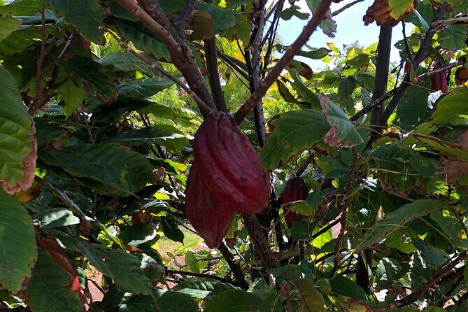 Private North Shore Tour From Waikiki - FAQ