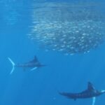Private Ocean Safari in La Ventana: Marine Wildlife Experience - Snorkeling and Marine Exploration