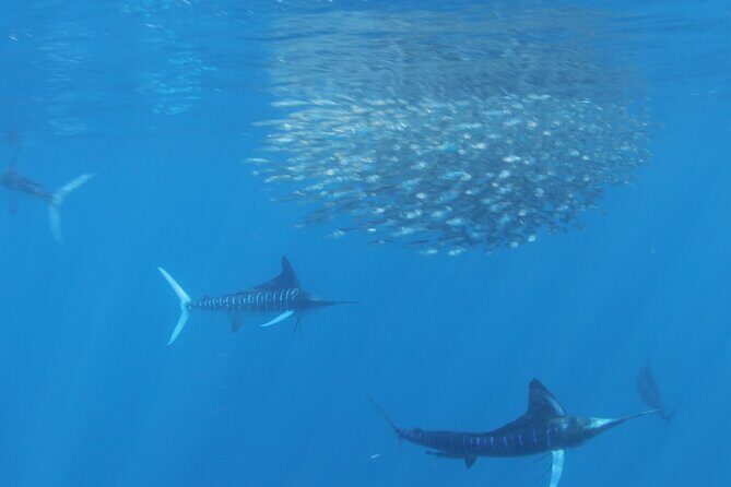 Private Ocean Safari in La Ventana: Marine Wildlife Experience - Snorkeling and Marine Exploration