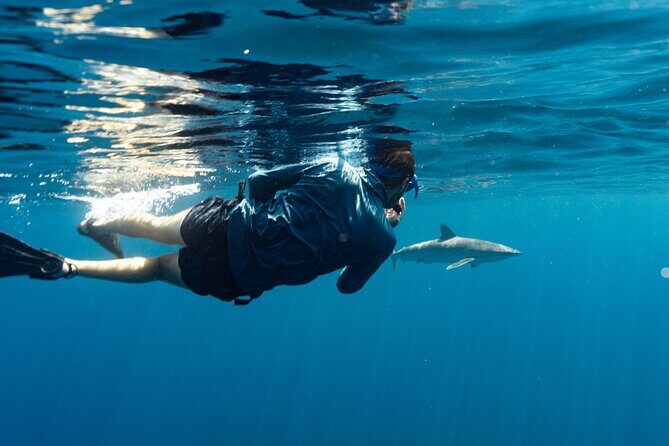 Private Ocean Seafari Swim with Wildlife in SJC - The Guides and Eco-Conscious Approach