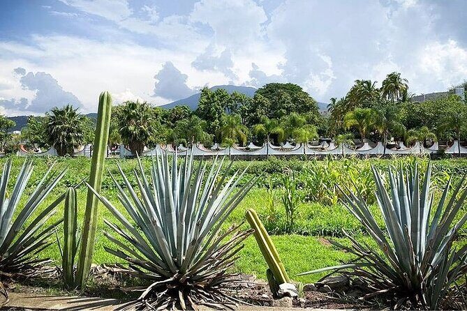 Private One Day Adventure Tour in Tequila and La Fortaleza Distillery - What You Can Expect in Terms of Comfort and Convenience
