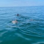 Private Panama City Beach Sunset Tour - Who Will Love This Tour?