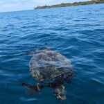 Private Scenic and Reef Snorkeling Kayak Adventure in West Maui - Authentic Experiences and Insights