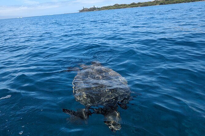 Private Scenic and Reef Snorkeling Kayak Adventure in West Maui - Authentic Experiences and Insights