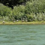 Private Scenic Snake River Float - Grand Teton Nat'l Park - Practical Tips for Your Trip