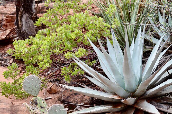 PRIVATE Sedona Vortex Jeep Tour 2-hour - Ride the Vortex - Exploring the Itinerary in Detail