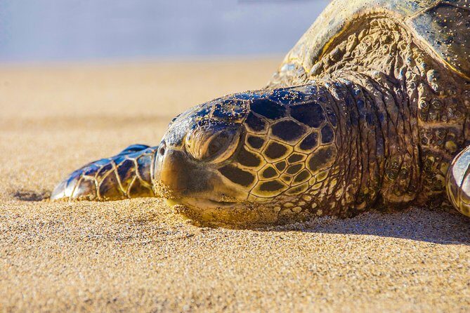 Private Shore Excursion: Best Highlights of Maui - Authentic Feedback from Travelers