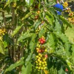 Private Shore Excursion Kona Coffee & National Historic Park - What’s Included and What You Should Know