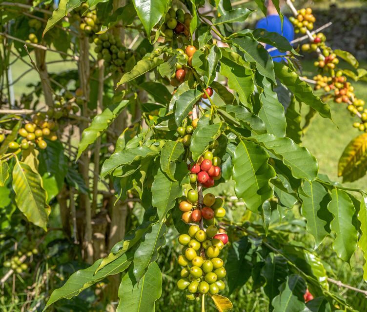 Private Shore Excursion Kona Coffee & National Historic Park - What’s Included and What You Should Know
