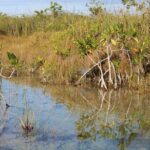 Private Sian Kaan Muyil Lazy River Tour - The Practicalities: How It Feels to Do the Tour