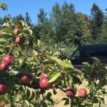 Private Small Group Local Wine, Cider Tasting, Central Saanich - Practical Tips for Your Trip