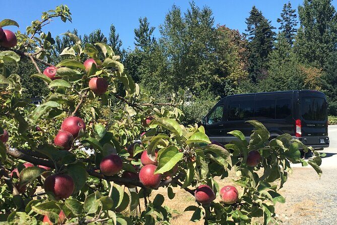 Private Small Group Local Wine, Cider Tasting, Central Saanich - Practical Tips for Your Trip