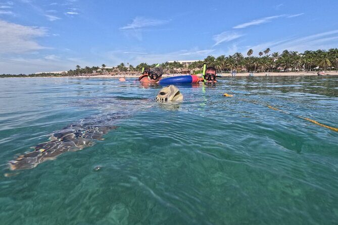 Private Snorkeling with Sea Turtles in Akumal Beach - What to Expect on the Tour