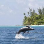 Private Speed Boat Charter with Experienced Captain - What to Expect from the Tour