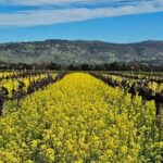 Private Sprinter Tour of Napa Valley - Transportation: Comfort and Convenience