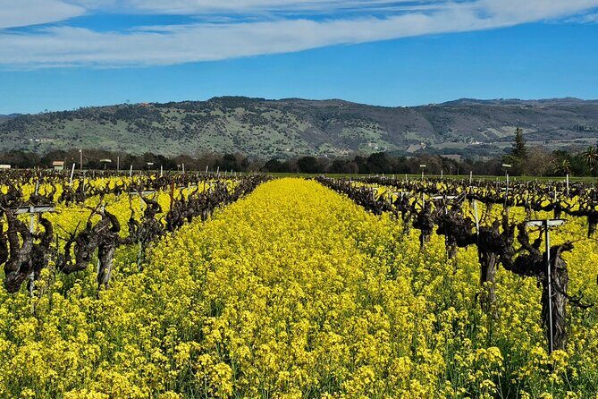 Private Sprinter Tour of Napa Valley - Transportation: Comfort and Convenience