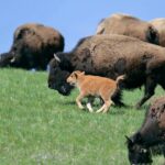 Private Sunrise Wildlife Adventure Into Yellowstone Lamar Valley - Is It Worth the Price?