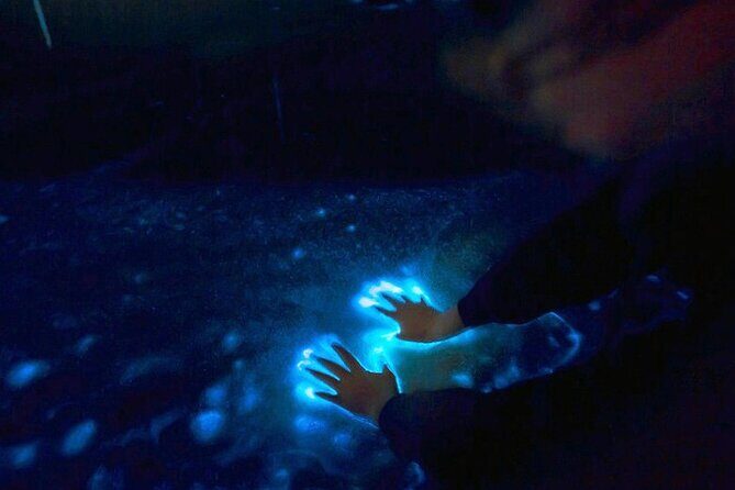 Private Sunset and Bioluminescence Tours in Cocoa Beach - Who Will Love This Tour?