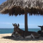 Private Surf Expedition in Baja, East Cape - The Gear and Amenities