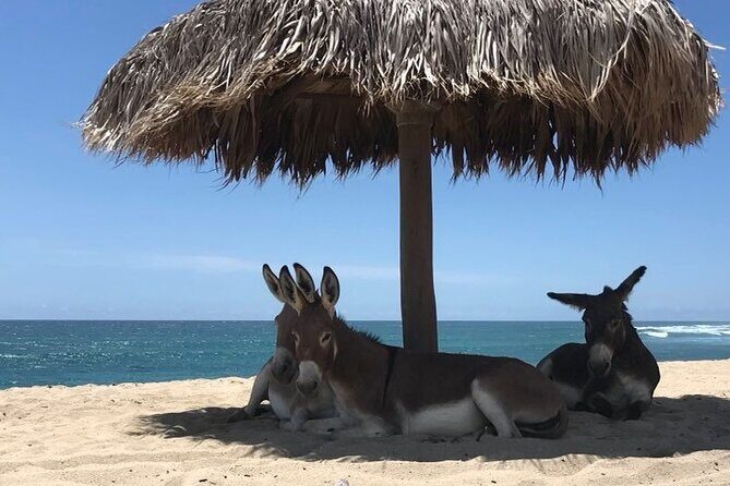 Private Surf Expedition in Baja, East Cape - The Gear and Amenities