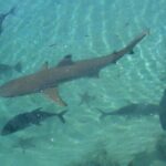 Private Swimming with Turtles/Sharks at Blue Lagoon and Waterfall - The Experience in Practice: Pros and Cons