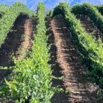 Private Temecula Wine Tour from Canyon Lake - The Itinerary in Detail