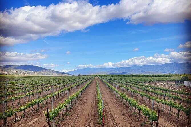 Private Temecula Wine Tour from Downtown San Diego - What the Tour Includes and What You’ll Need to Budget