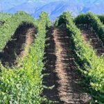 Private Temecula Wine Tour from Escondido - Who Is This Tour Best Suited For?