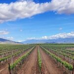 Private Temecula Wine Tour in The Wine Valley - An In-Depth Look at the Temecula Wine Tour
