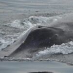 Private Tour 3 Hours of Whale Watching - The Sum Up