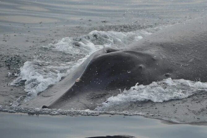 Private Tour 3 Hours of Whale Watching - The Sum Up