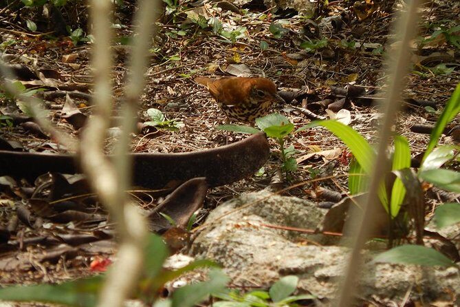 Private Tour: Birdwatching Cozumel Island - What Makes the Experience Special?