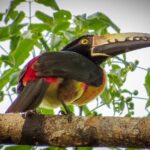 Private Tour: Birdwatching Playa del Carmen - Who Will Love This Tour