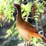 Private Tour: Botanical Garden, Petroglyphs & Mexican Food - An Inside Look at the Tour Experience