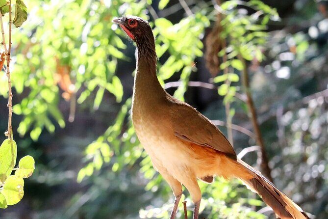 Private Tour: Botanical Garden, Petroglyphs & Mexican Food - An Inside Look at the Tour Experience