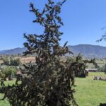 Private Tour in Valle De Guadalupe - The Pros and Cons