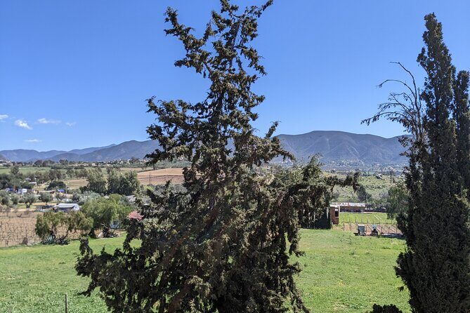 Private Tour in Valle De Guadalupe - The Pros and Cons