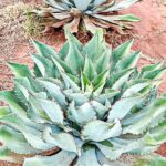 Private Tour New Raicilla Route to Mascota from Puerto Vallarta - Pricing and Value