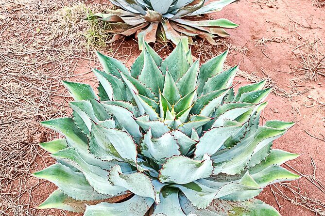 Private Tour New Raicilla Route to Mascota from Puerto Vallarta - Pricing and Value