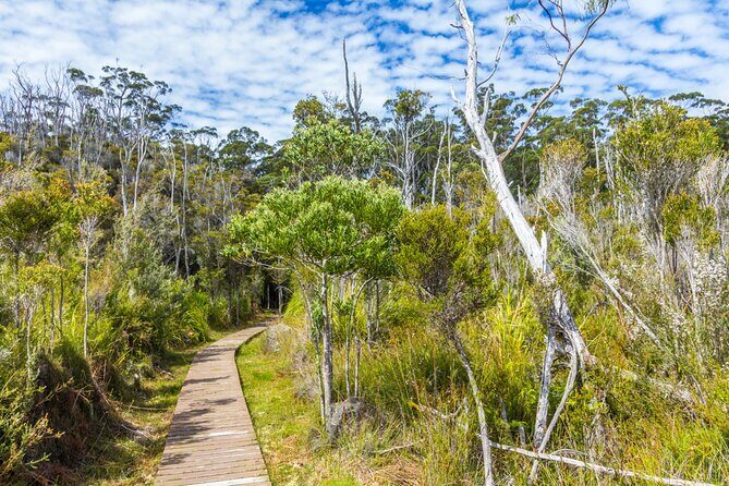 Private Tour of Tahune Airwalk and Hastings Caves from Hobart - Who Is This Tour Best For?